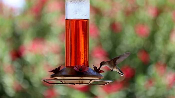 red dye hummingbirds