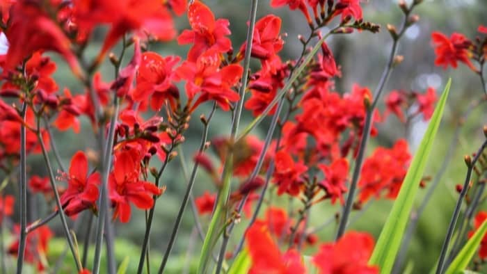  shade plants for hummingbirds