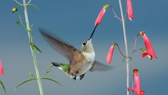 shade plants for hummingbirds flowers