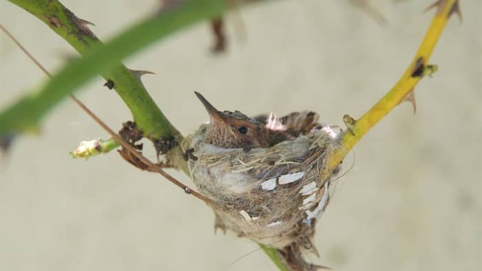  what do you feed a baby hummingbird