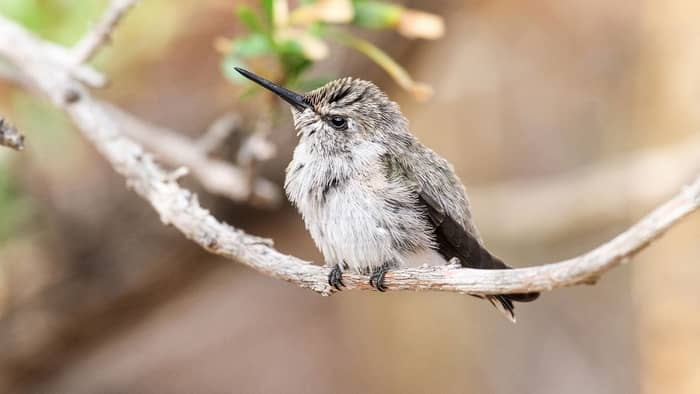  what is the heart rate of a hummingbird