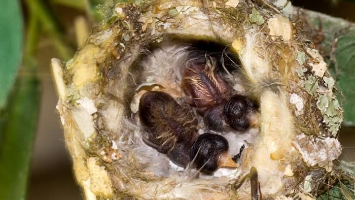  what to feed a baby hummingbird