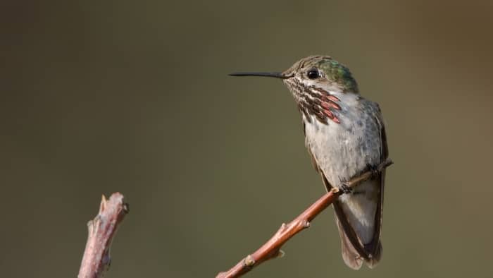 when do hummingbirds come to california