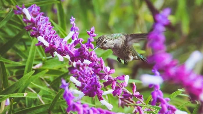  when do hummingbirds come to georgia