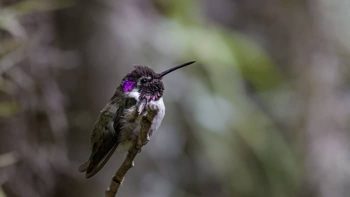 when do hummingbirds leave california