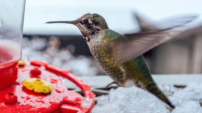  when do hummingbirds leave georgia