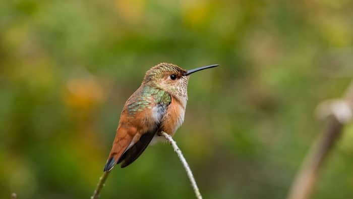  when do hummingbirds leave illinois