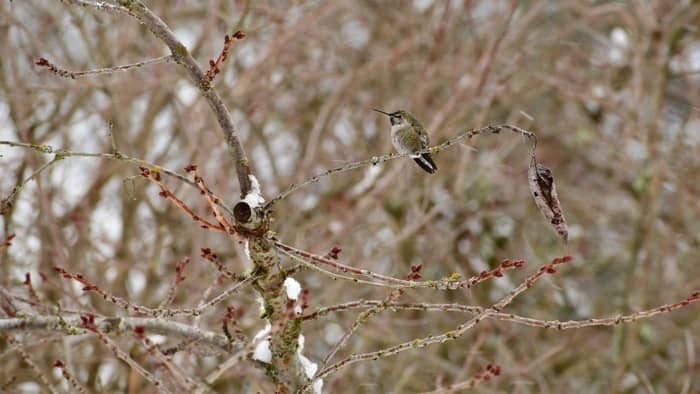  when do hummingbirds return to georgia