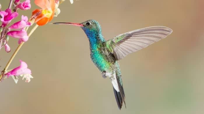  when do hummingbirds return to illinois