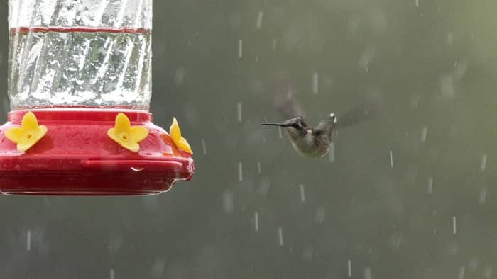 where do hummingbirds go during storms
