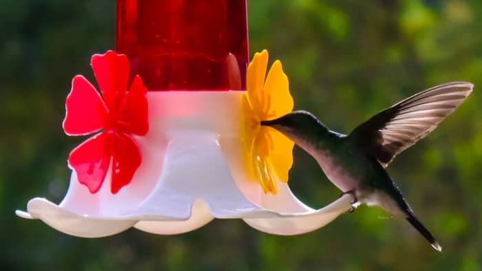  Best Homemade Hummingbird Nectar Food