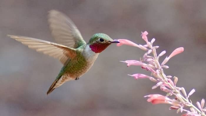 Broad-tailed Hummingbird