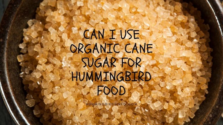 can-i-use-organic-cane-sugar-for-hummingbird-food-hummingbirds-info