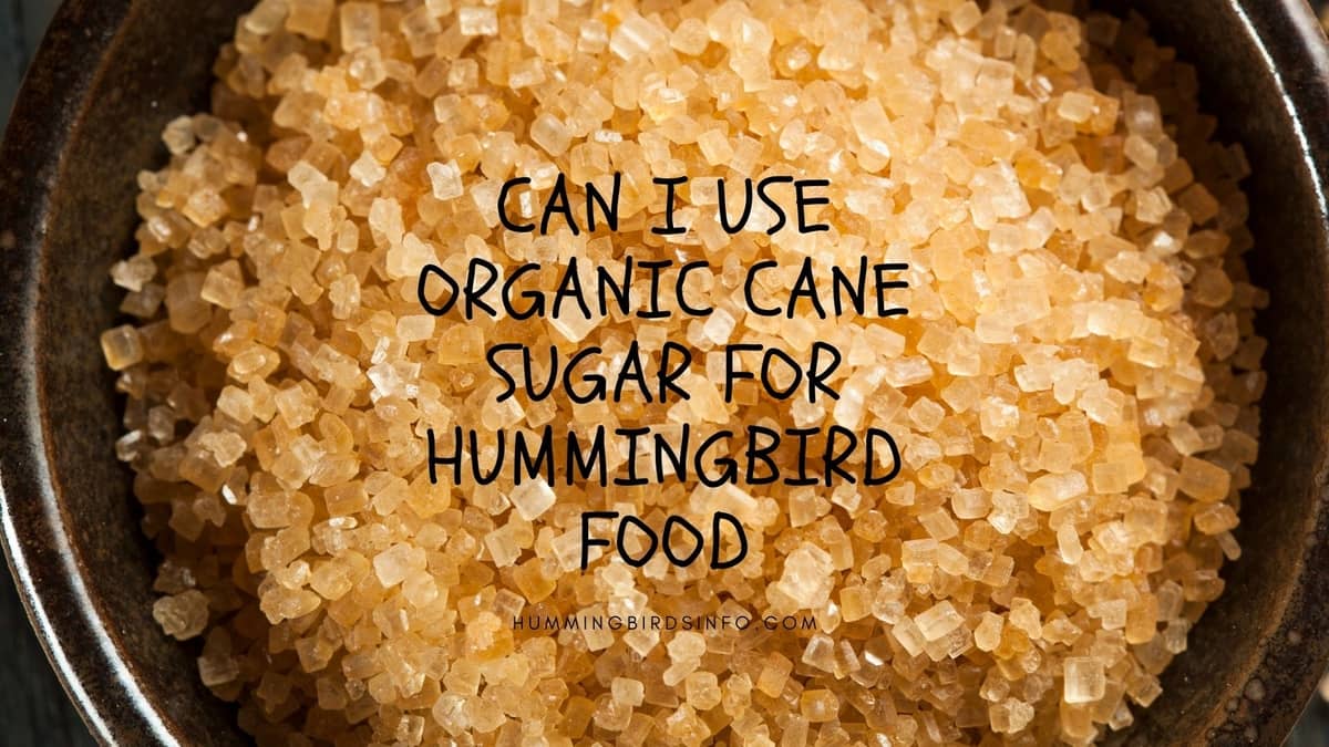 Can I Use Organic Cane Sugar For Hummingbird Food