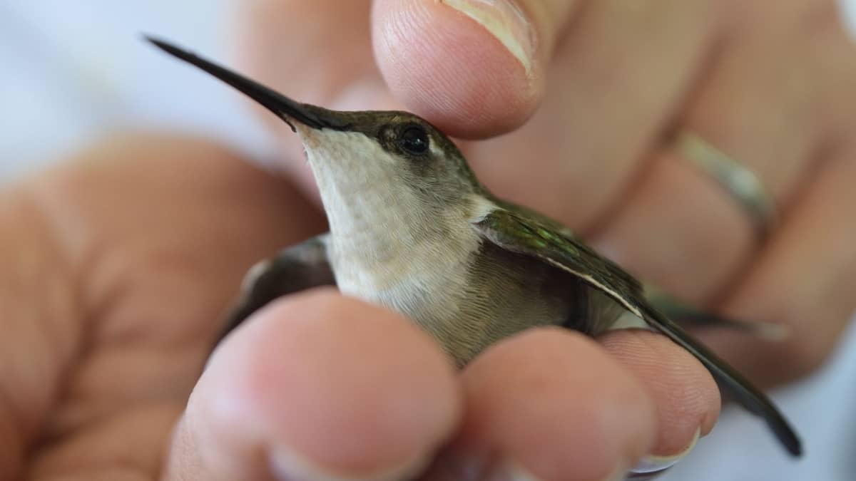 Can You Have A Hummingbird As A Pet