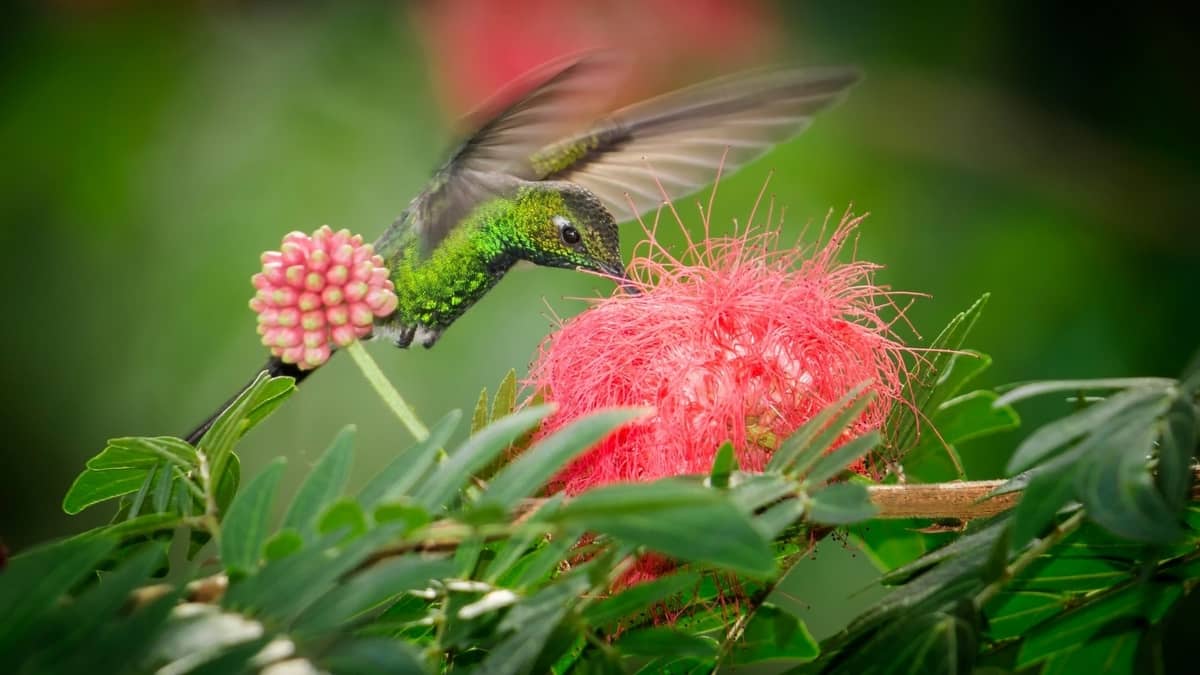 Do Hummingbirds Pollinate Flowers
