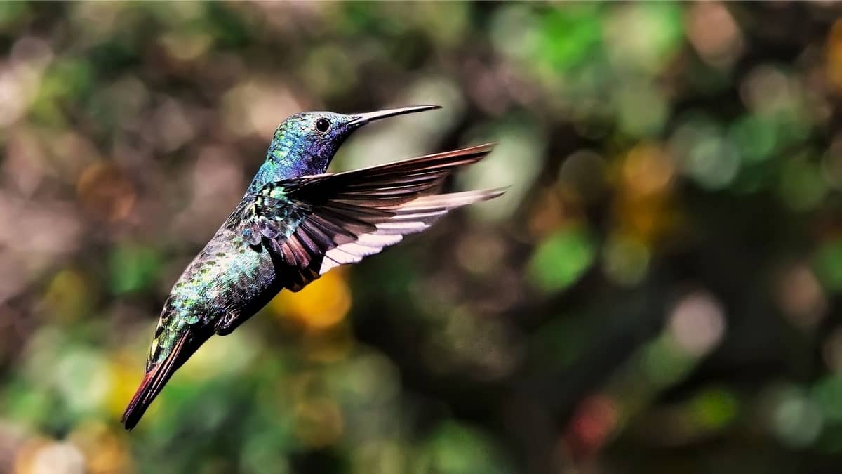 How High Do Hummingbirds Fly