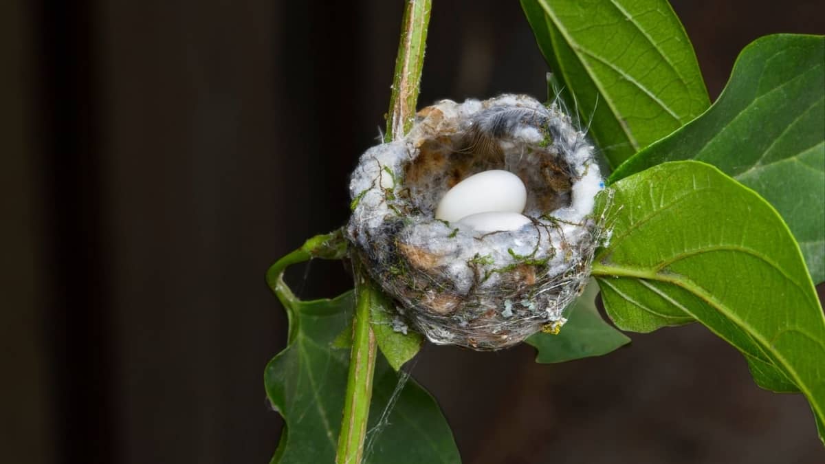 How Long Does It Take For A Hummingbird Egg To Hatch