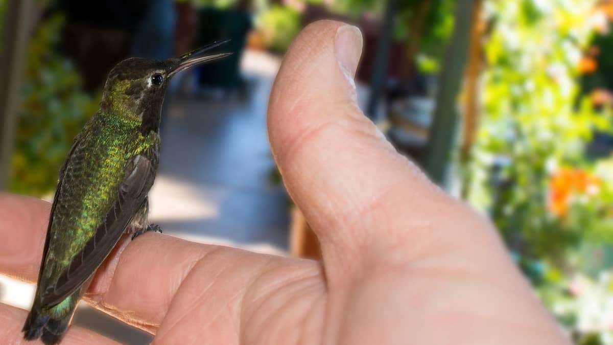 How To Attract Hummingbirds To Your Hand