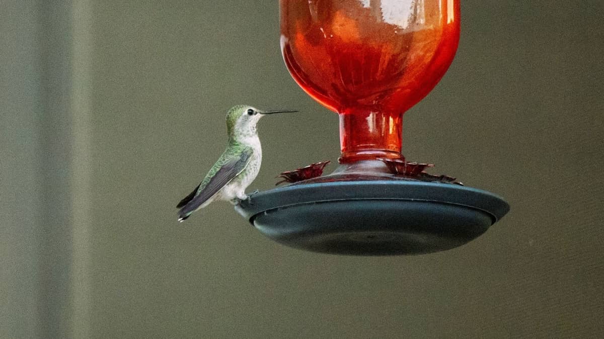 How To Make A Hummingbird Feeder With A 2 liter Bottle