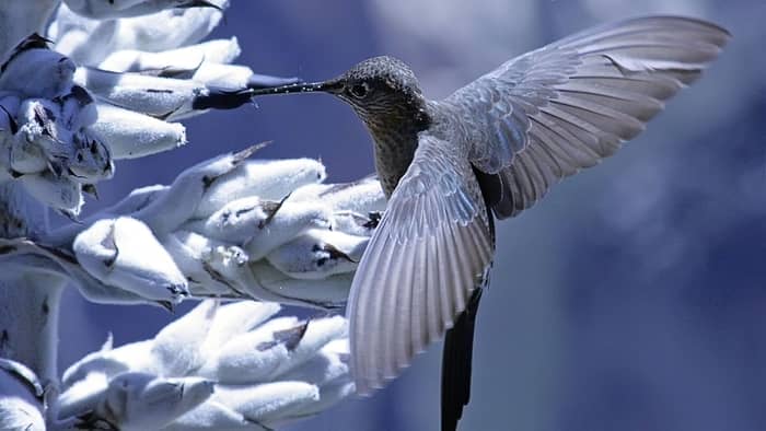 How To Protect Hummingbirds From Predators