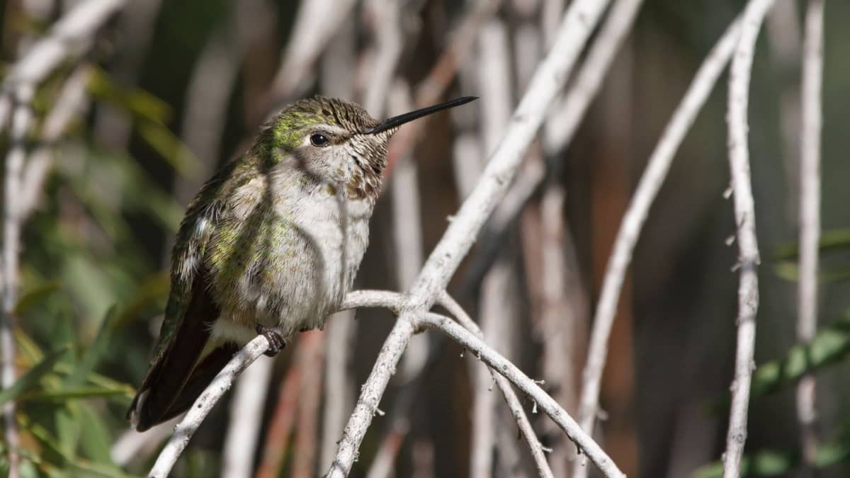 Natural Predators Of Hummingbirds
