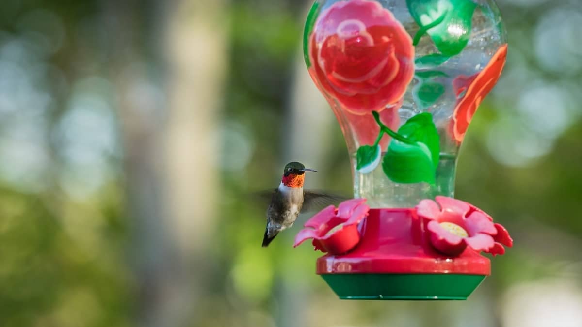Ruby Throated Hummingbird Predators