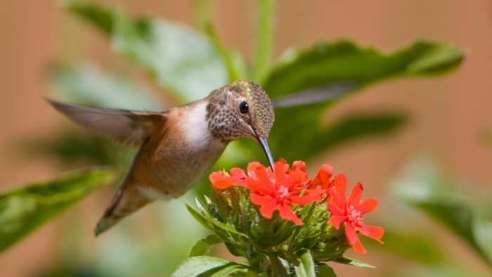 Rufous hummingbird