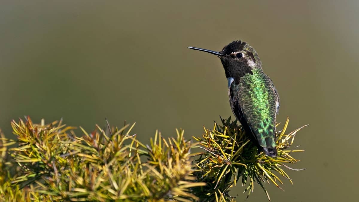 Types Of Hummingbirds In Oregon