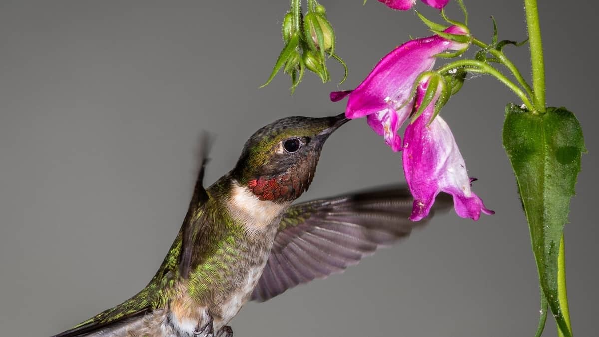When Do Hummingbirds Leave Maryland