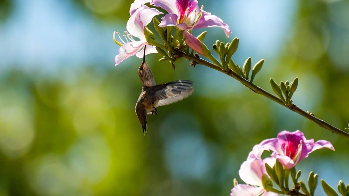 When To Stop Feeding Hummingbirds In Tennessee