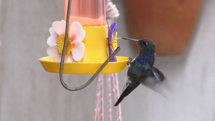  can i use organic cane sugar for hummingbird food