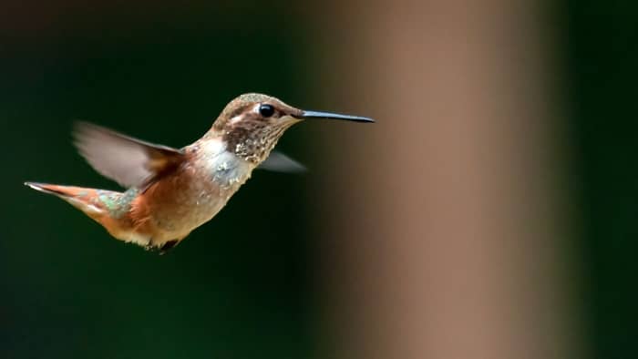  can you own a hummingbird