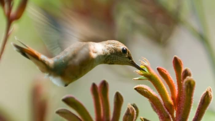  cane sugar for hummingbirds