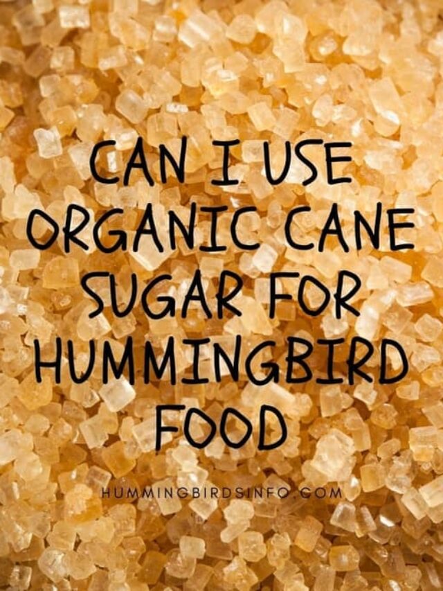 negative-positive-effects-of-organic-cane-sugar-in-hummingbird-food