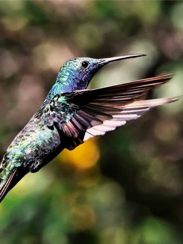 Mythbusting: Do Hummingbirds Ever Stop Flying?