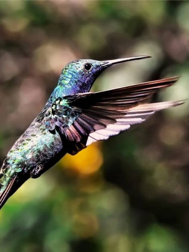 How High Do Hummingbirds Fly