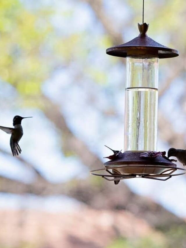 What Is The Rockport Hummingbird Fest All About ? Hummingbirds Info