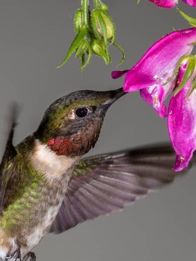 Hummingbird Species Found In Maryland And Migration Hummingbirds Info