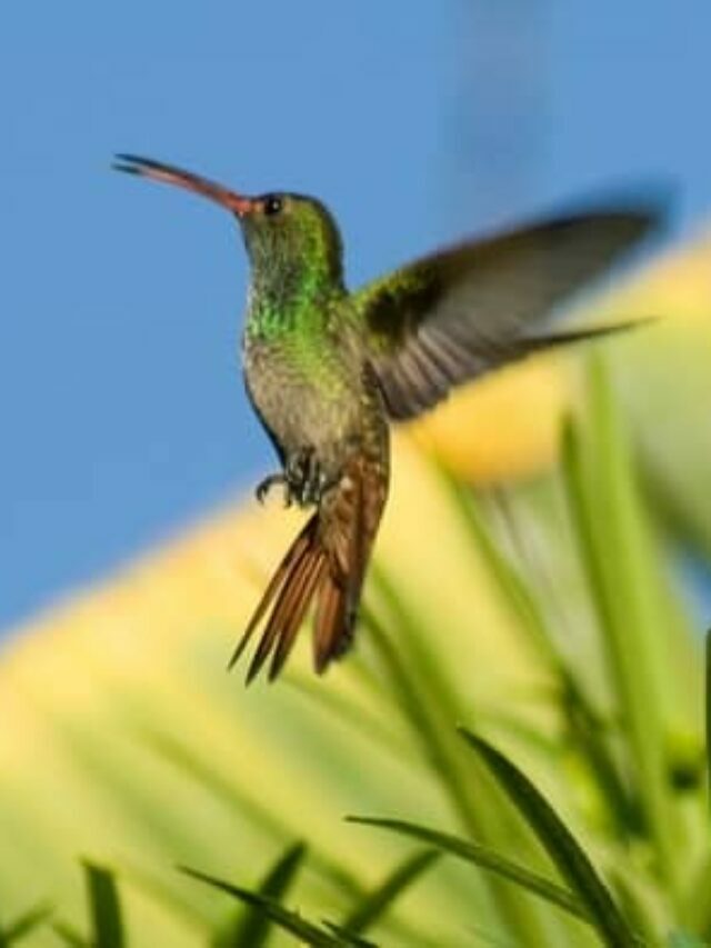 Do You Ever Wonder How Fast Do Hummingbirds Fly? Let’s Find Out