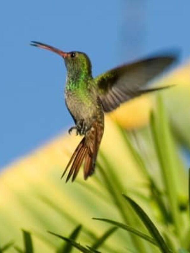 cropped-how-fast-do-hummingbirds-fly.jpeg