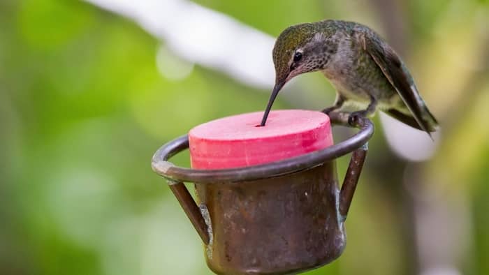 diy hummingbird feeder