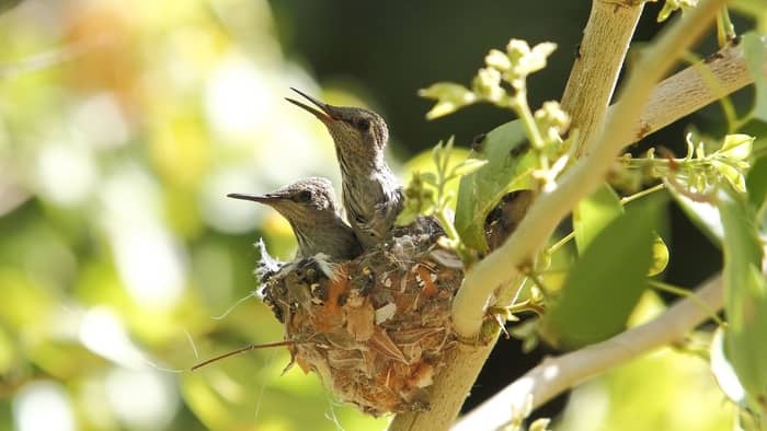  do baby hummingbirds eat at night