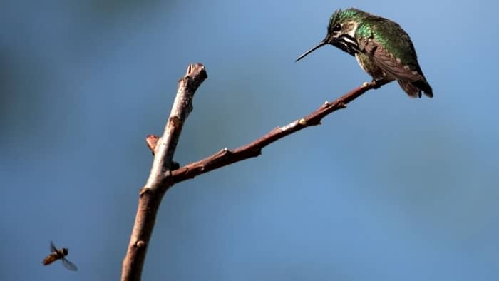  do bees bother hummingbirds