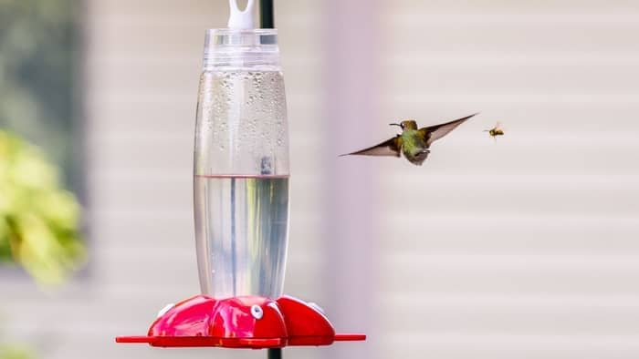  do bees sting hummingbirds