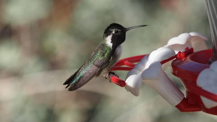  do hummingbirds eat bird seed