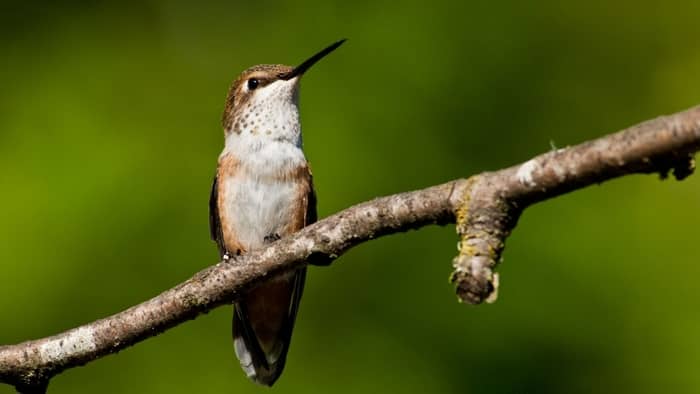  do hummingbirds eat honey bees