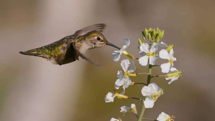  do hummingbirds eat seeds