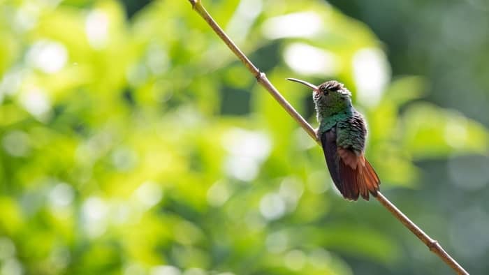  do hummingbirds eat suet