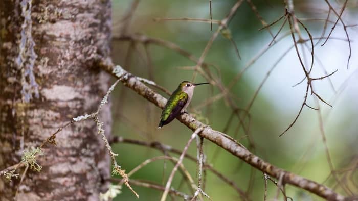  do hummingbirds migrate on the backs of geese